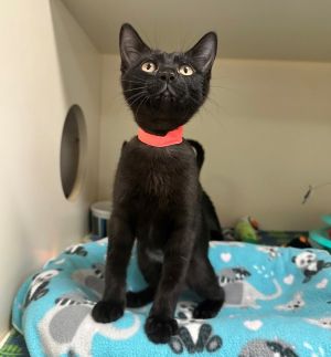 Mavis Domestic Short Hair Cat