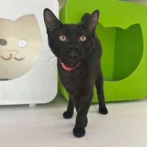Primary Color Black Weight 36lbs Age 0yrs 3mths 3wks Animal has been Spayed