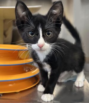 Kaden, Baby Male Domestic Short Hair