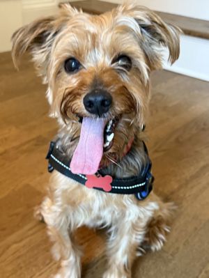 Chester Woodrow Yorkshire Terrier Dog