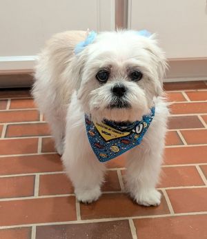 Meet Fidget Senior Sweetheart  11-12 Years  17 pounds Are you looking for a calm and gentle compa