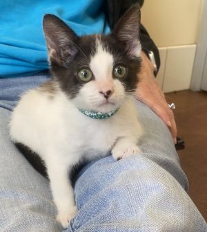 Tamlin, Baby Male Domestic Short Hair