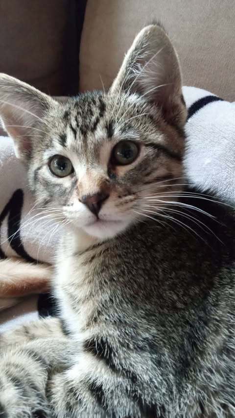 Iris
