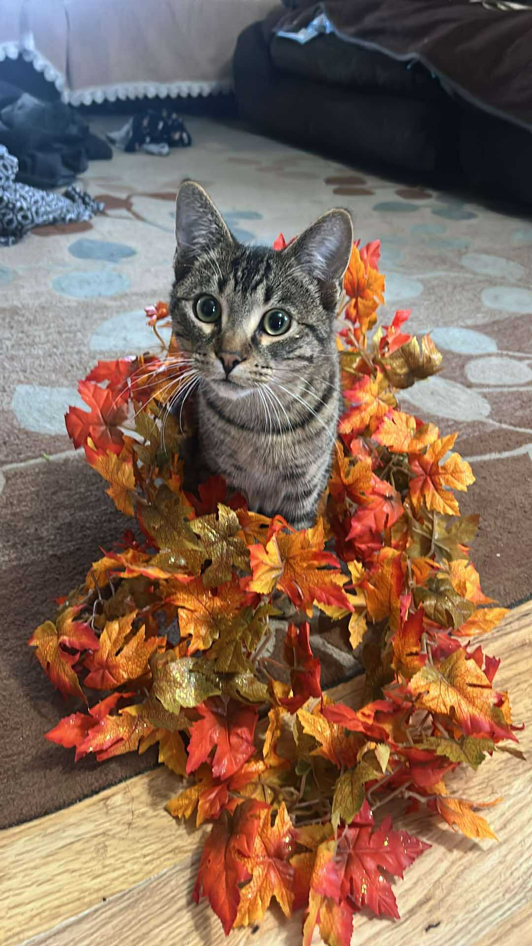 Fish, an adoptable Domestic Short Hair in Alexandria, MN, 56308 | Photo Image 1