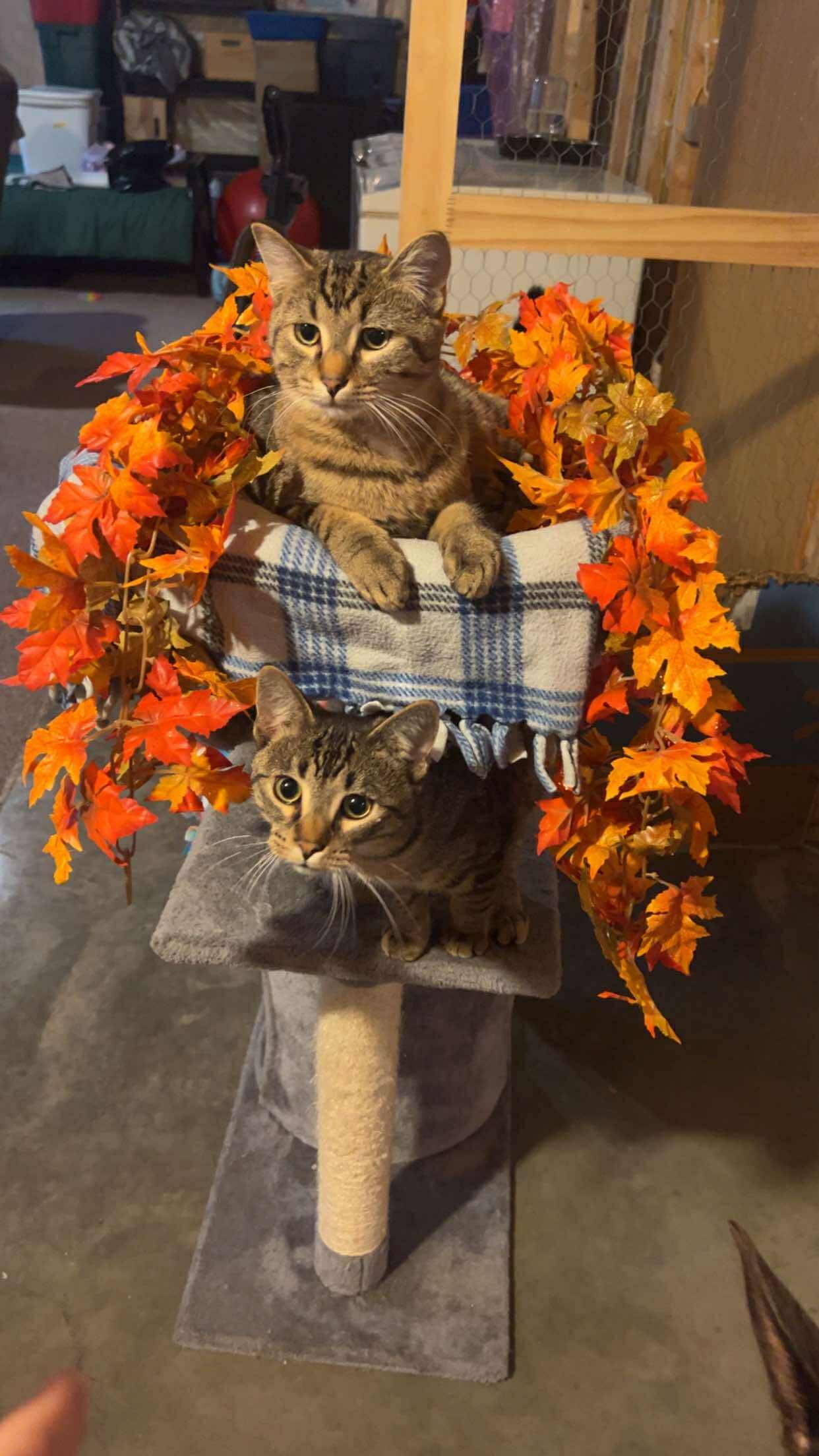 Fish, an adoptable Domestic Short Hair in Alexandria, MN, 56308 | Photo Image 2