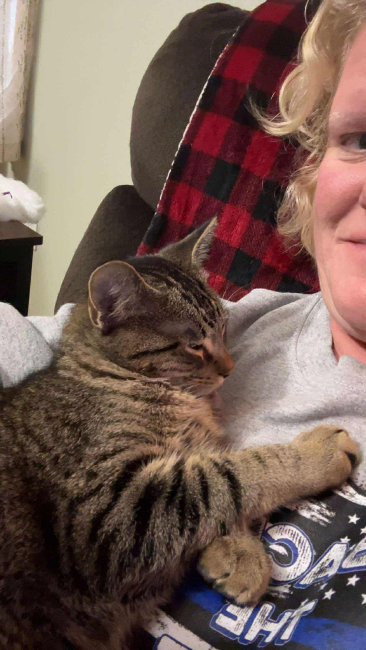 Fish, an adoptable Domestic Short Hair in Alexandria, MN, 56308 | Photo Image 3