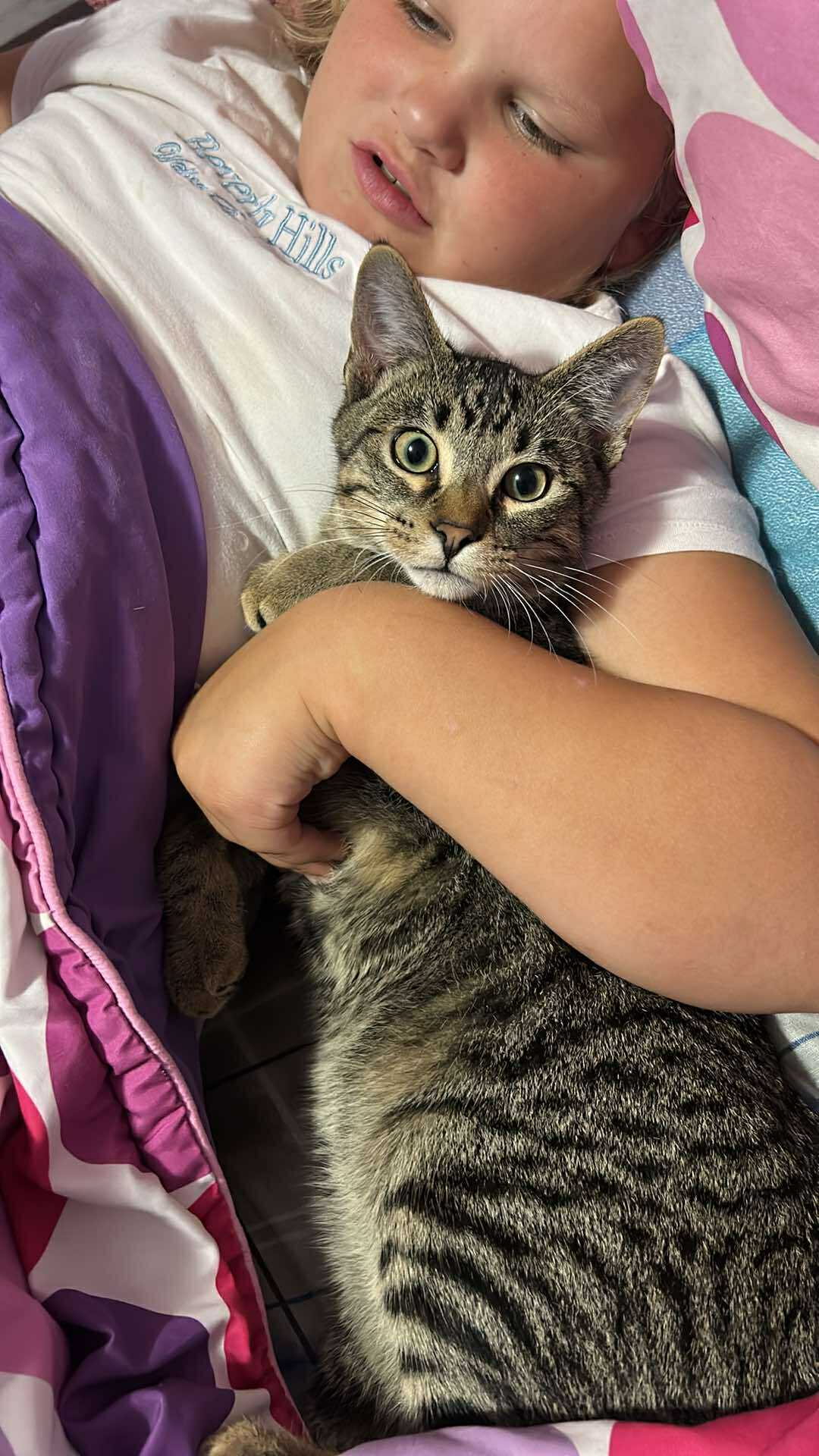 Fish, an adoptable Domestic Short Hair in Alexandria, MN, 56308 | Photo Image 3