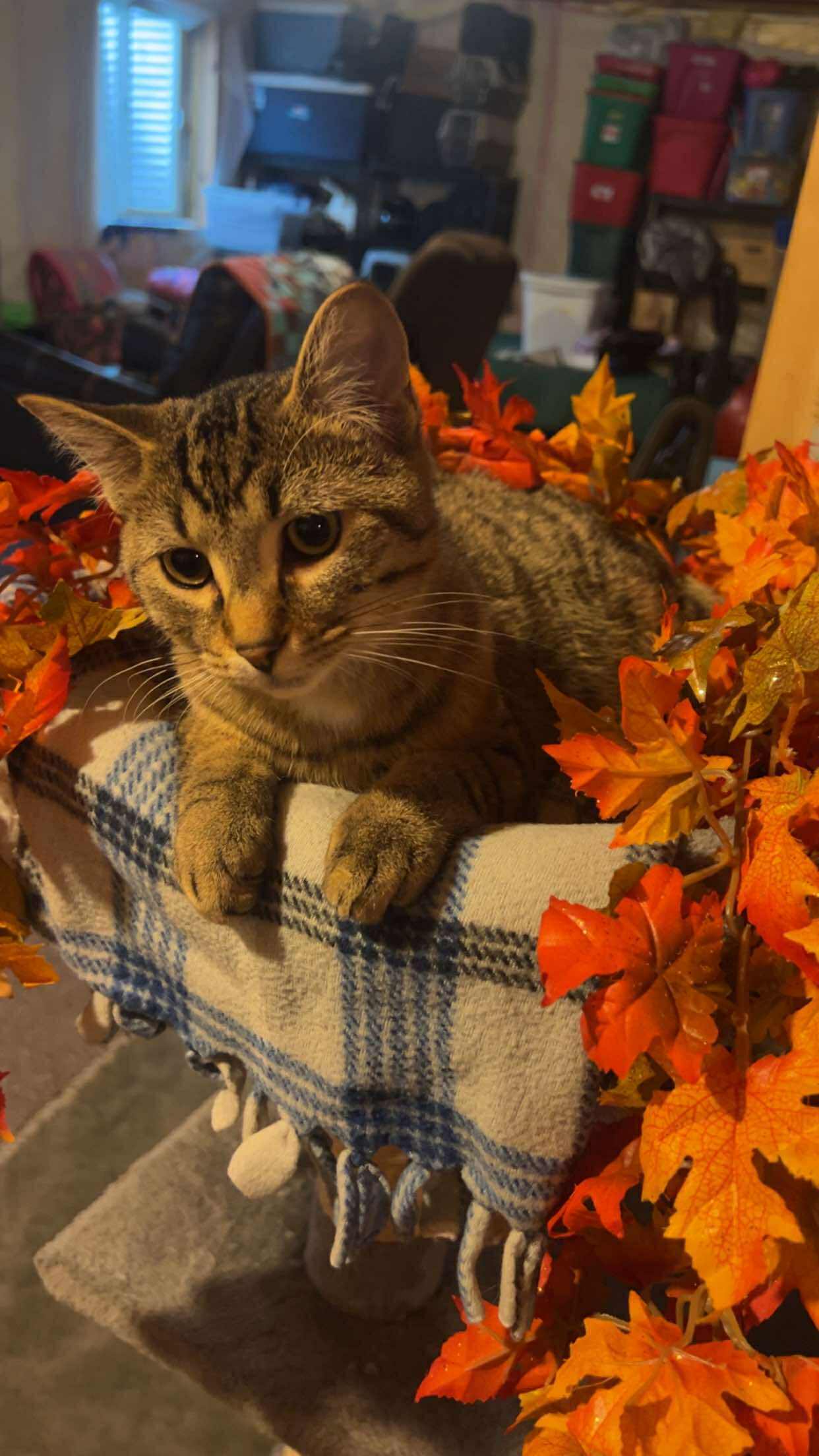 Chip, an adoptable Domestic Short Hair in Alexandria, MN, 56308 | Photo Image 1
