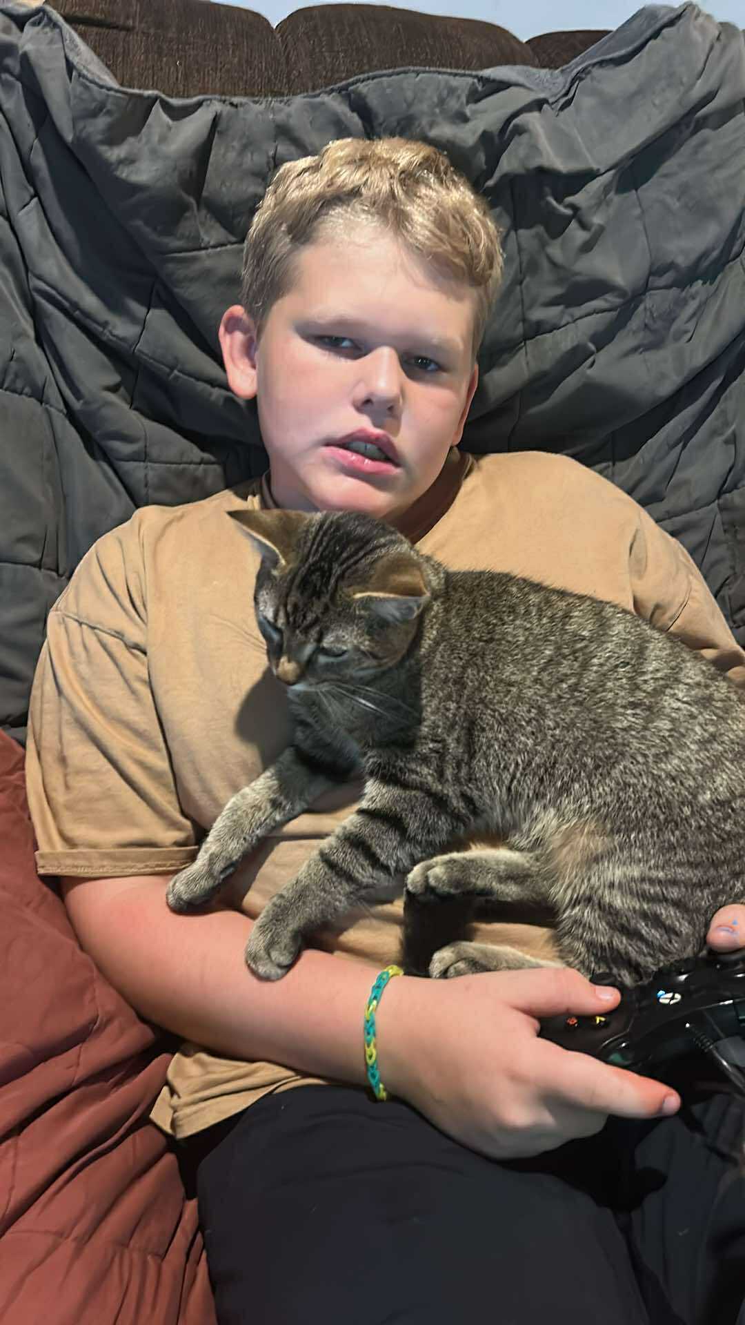 Chip, an adoptable Domestic Short Hair in Alexandria, MN, 56308 | Photo Image 2