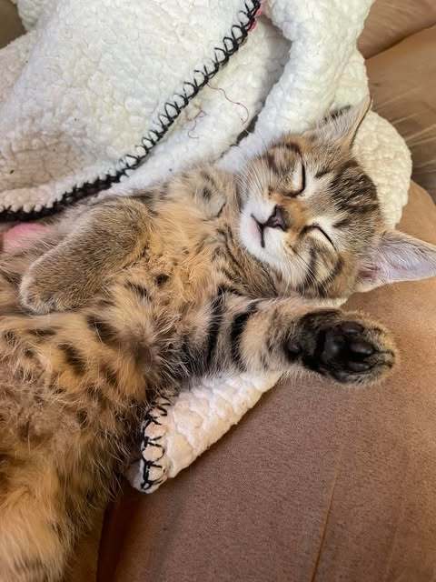 Chip, an adoptable Domestic Short Hair in Alexandria, MN, 56308 | Photo Image 3