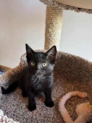 Will Domestic Medium Hair Cat