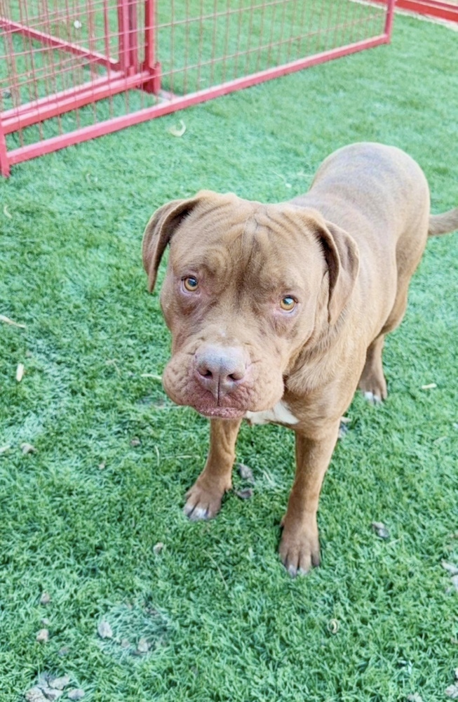 Hershey Boxer