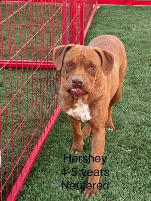 Hershey Boxer