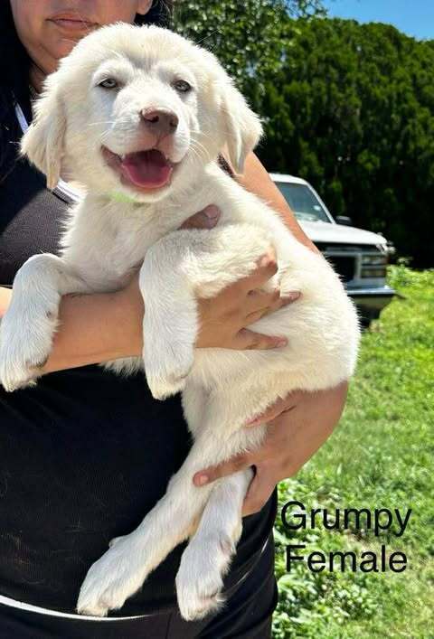 Grumpy Dwarf