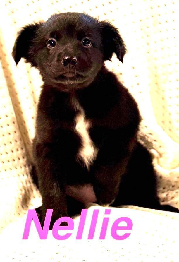 Nellie Ray