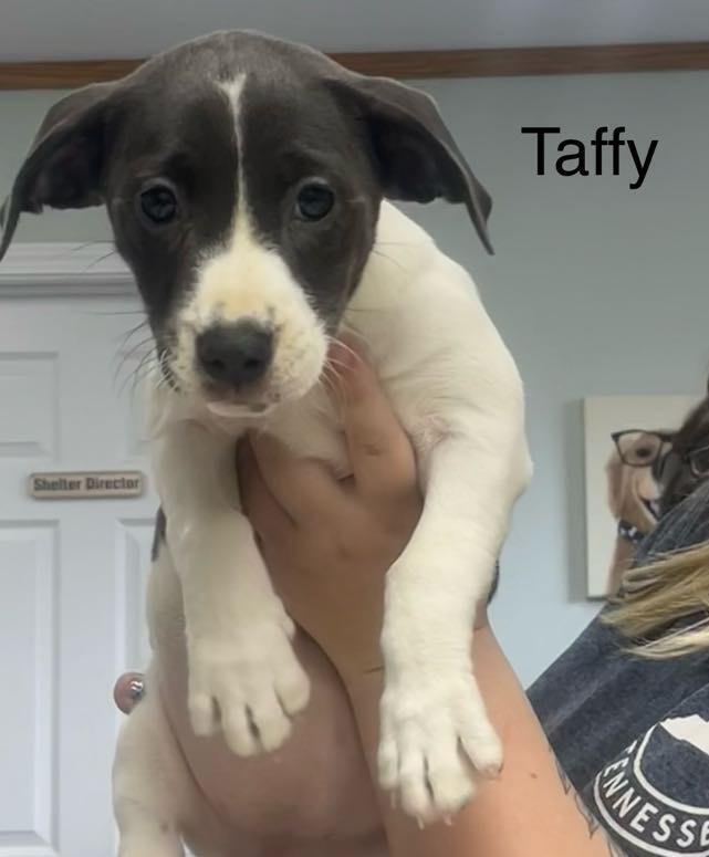 Taffy T