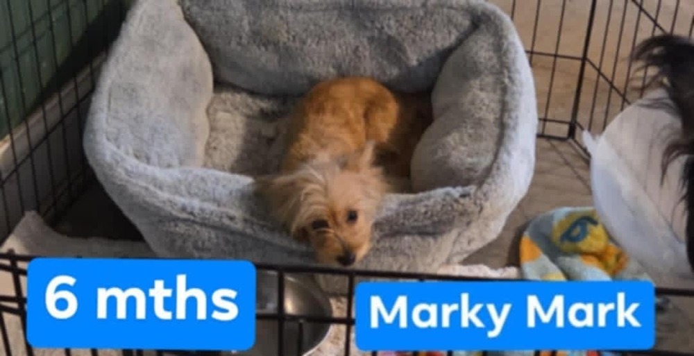 Marky Mark
