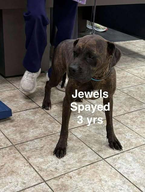 Jewels Amari