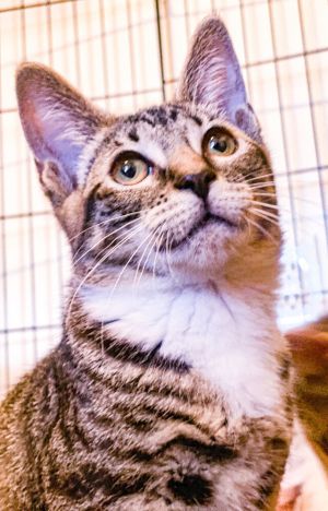 Rita, Baby Female Domestic Short Hair