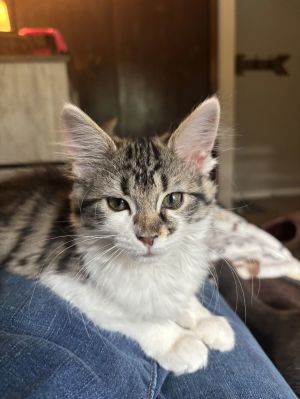 Primrose, Baby Female Domestic Long Hair