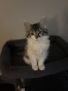 Primrose photo 2