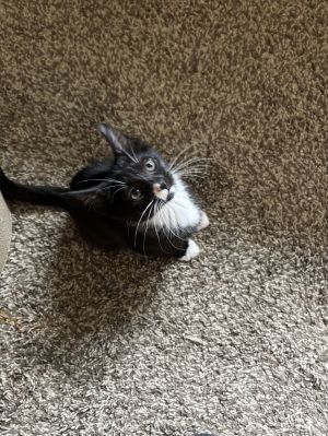 Lilac, Baby Female Tuxedo