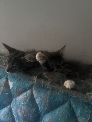 Marmot, Baby Female Domestic Long Hair