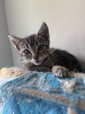 Delfonic, Baby Female Domestic Short Hair