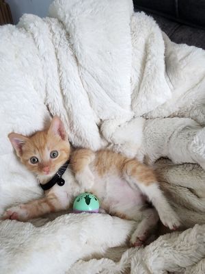 Creamsicle, Baby Male Domestic Short Hair