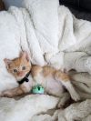 Creamsicle photo 2