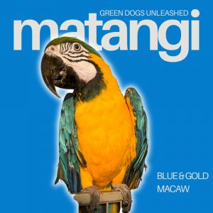 Matangi, Young Unknown unknown