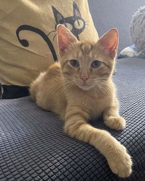 R&#39;ED SHEERAN, Baby Male Domestic Short Hair