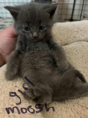 Moosh, Baby Female American Shorthair