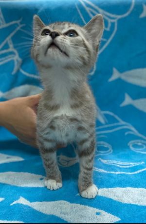 Lilith, Baby Female Domestic Medium Hair