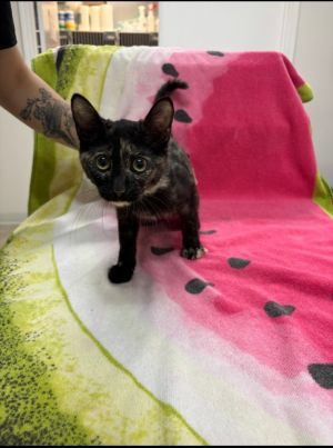 Aggie, Baby Female Domestic Short Hair