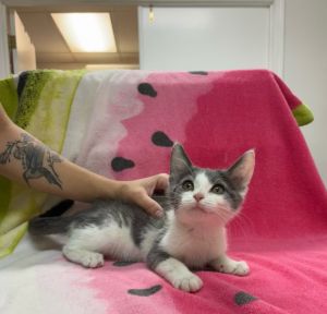 Cats Eye, Baby Male Domestic Short Hair