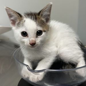 Griffin, Baby Male Domestic Short Hair