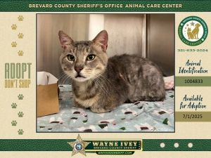 Sir Lasagna, Adult Male Domestic Short Hair