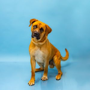 Pen 163c Banjo American Bully Dog