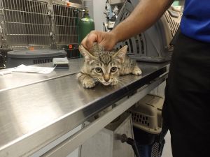 Pen 40c, Baby Male Domestic Short Hair