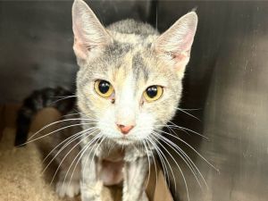 Luna E.B. Domestic Short Hair Cat