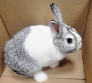 Nolan, Adult Male Dutch