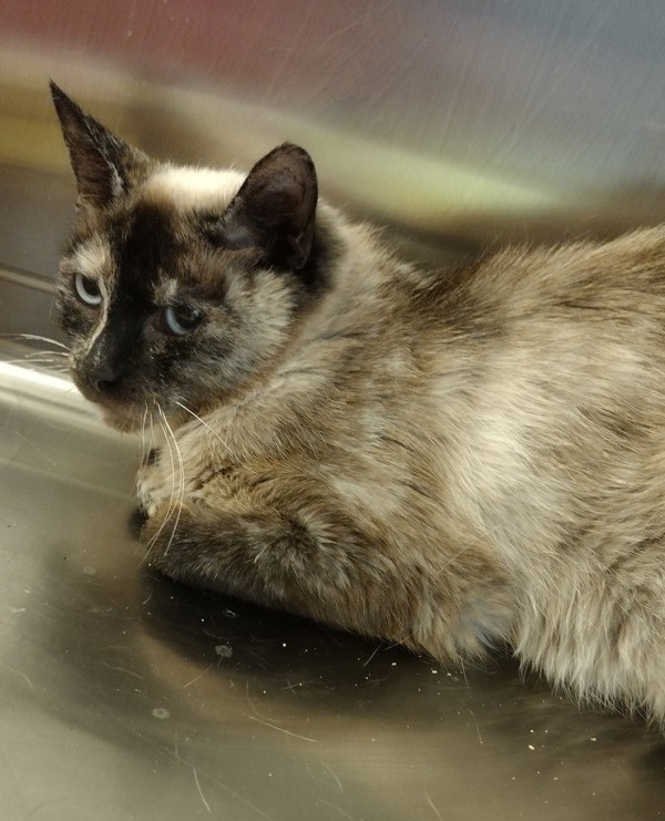 Gravy 44797, an adoptable Domestic Short Hair in Pocatello, ID, 83205 | Photo Image 1
