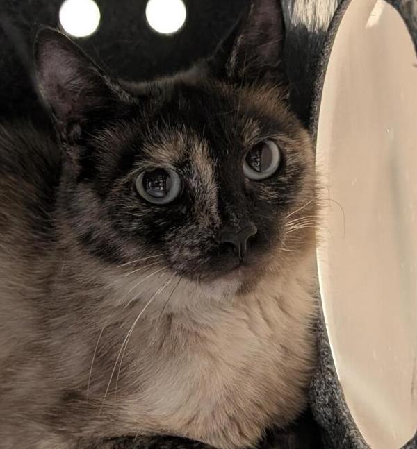 Gravy 44797, an adoptable Domestic Short Hair in Pocatello, ID, 83205 | Photo Image 3