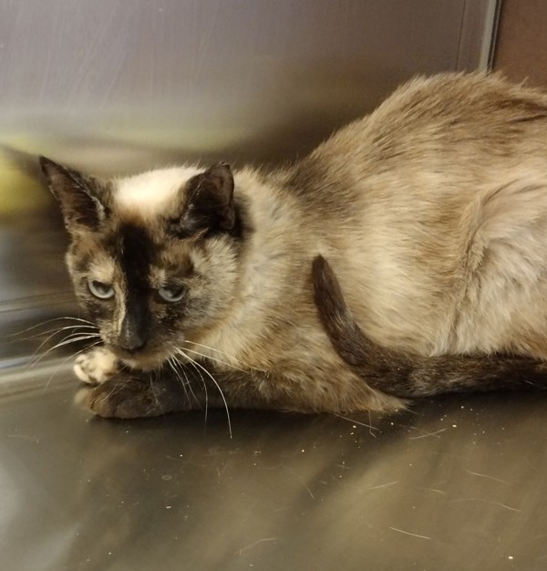 Gravy 44797, an adoptable Domestic Short Hair in Pocatello, ID, 83205 | Photo Image 3