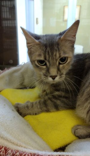 Scone 44776, Young Female Domestic Short Hair