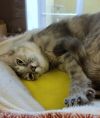 Scone 44776 photo 2
