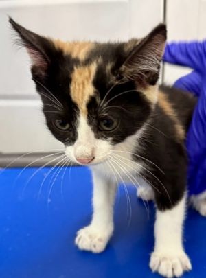 Georgette, Baby Female Domestic Short Hair