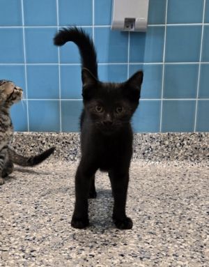 Stout, Baby Male Domestic Short Hair