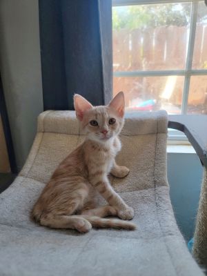 Rosie (courtesy post) Domestic Short Hair Cat
